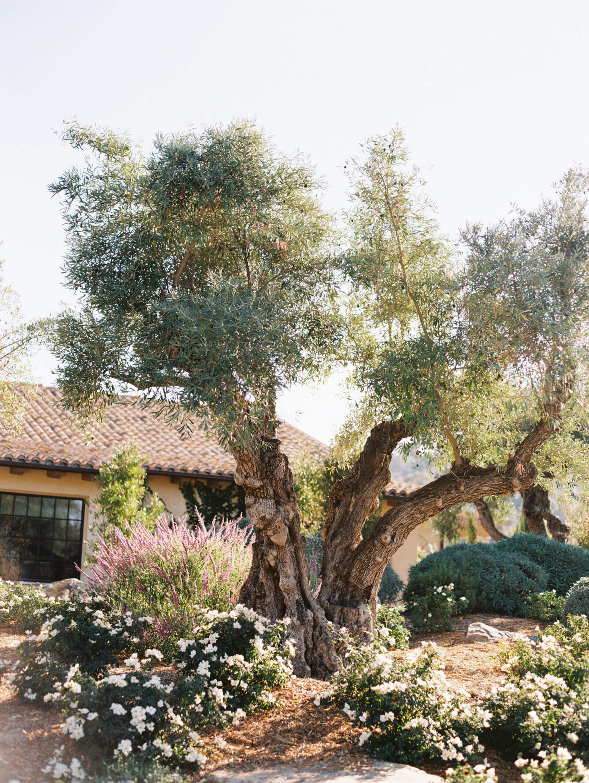 an old and very beautiful oak tree surrounded by rose bushes and lavendar in front of a tuscan european style building at monserate winery wedding venue