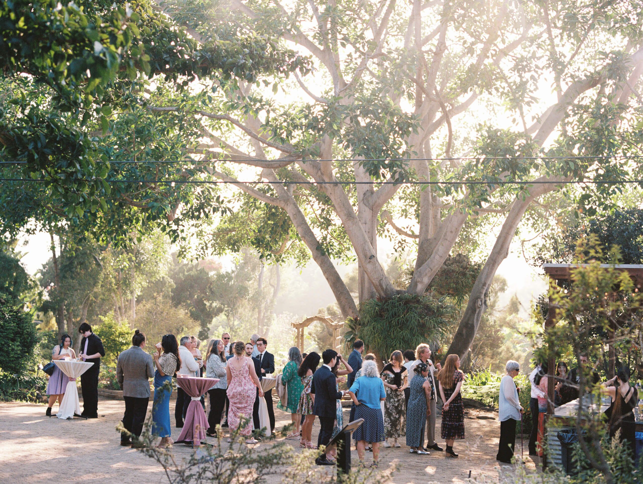 A group of guests stand at cocktail hour talking and laughing under market lights and a very large tree canopy at San Diego Botanic Garden wedding venue